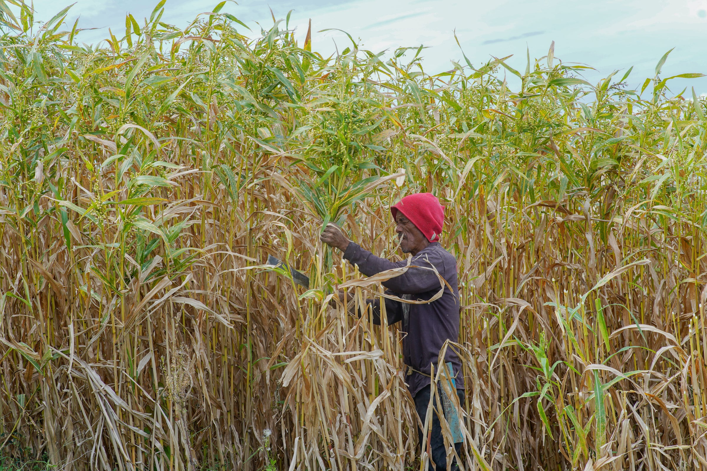 Adlai is grown in rain-fed upland fields using traditional methods passed down through generations.
