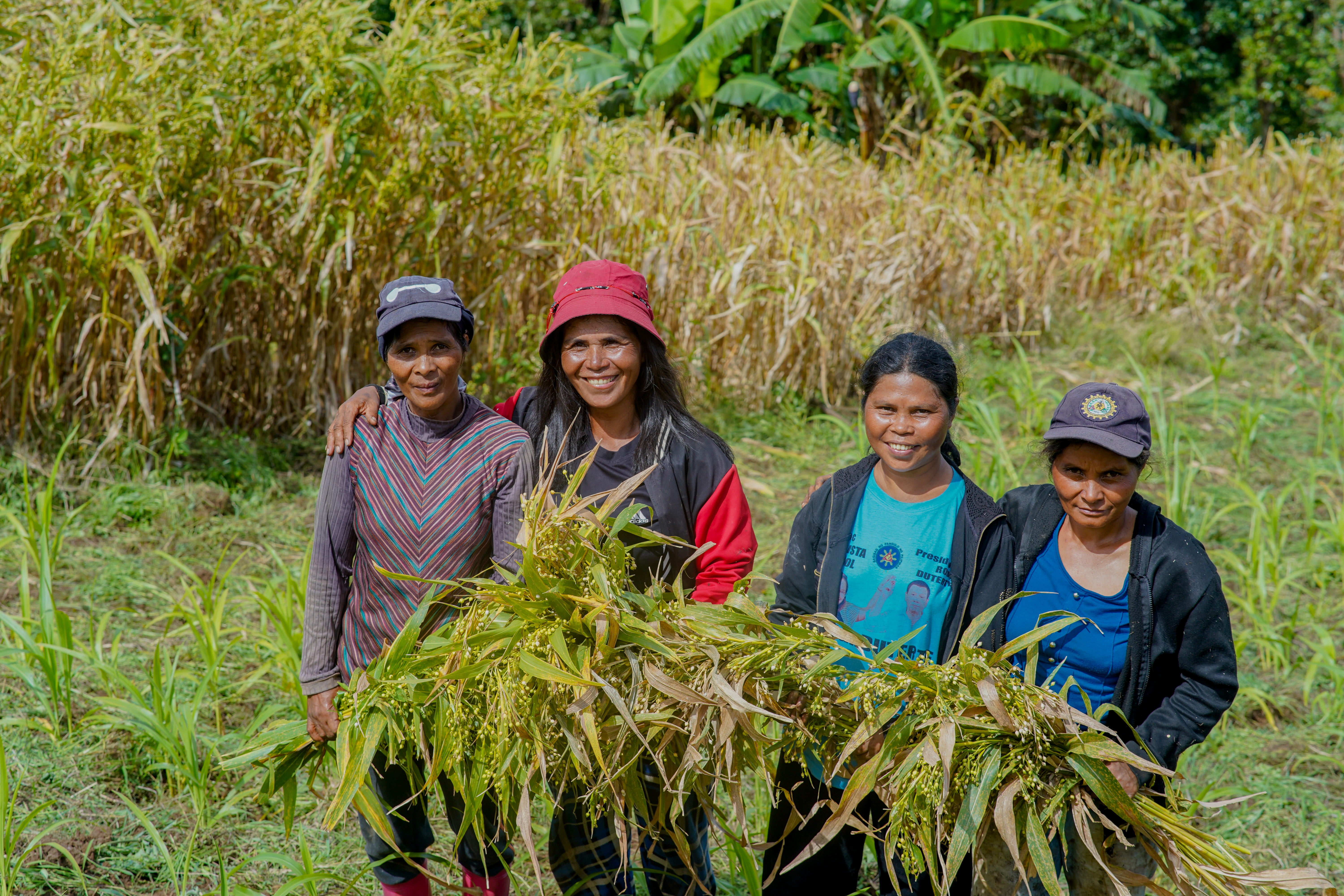 The Adlai Story | Ancient Grain From the Philippine Highlands – Adlai Pearl