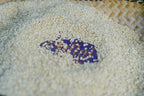 Adlai Pearl 14oz Bag
