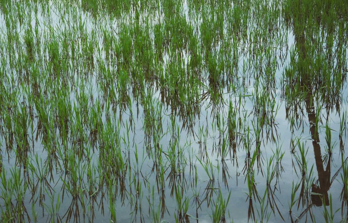 Rice paddy (flooded)